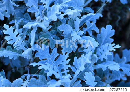 Shirotaegiku Asteraceae 97287513