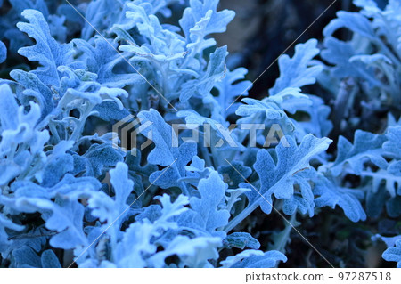 Shirotaegiku Asteraceae 97287518