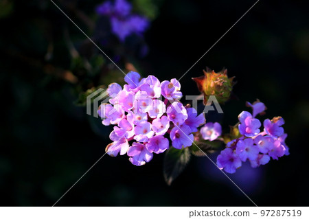 Kobanorantana Kobanorantana 97287519