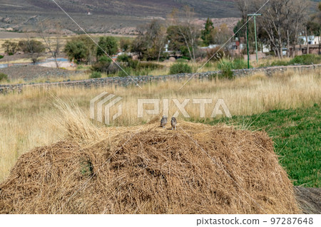 owl athene cunicularia in the wild of South America 97287648
