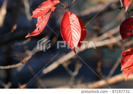 秋天的稻川風光 秋天的稻川風光 97287732