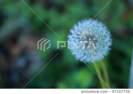 Dandelion fluff 97287736