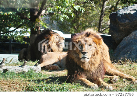 Safari Park Lion 97287796