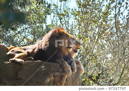 Safari Park Lion Safari Park Lion 97287797