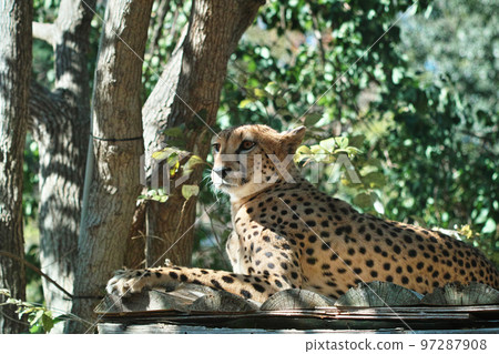 Safari Park Cheetah Safari Park Cheetah 97287908