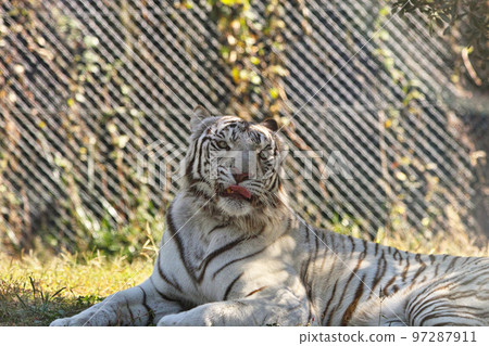 Safari Park White Tiger Safari Park White Tiger 97287911