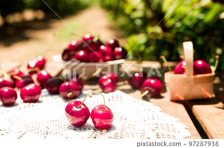 ripe juicy cherry berry on the table ripe juicy cherry berry on the table 97287938