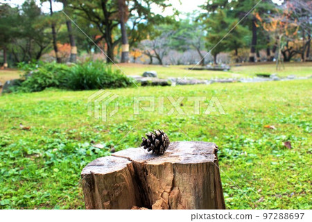 Pine cones and stumps 97288697