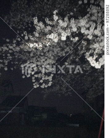 夜晚的櫻花 夜晚的櫻花 97288892