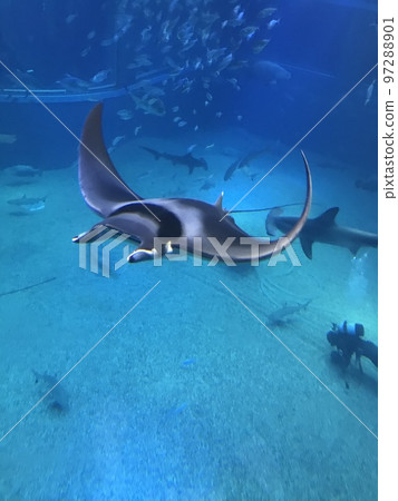 在水族館拍攝黃貂魚 在水族館拍攝黃貂魚 97288901