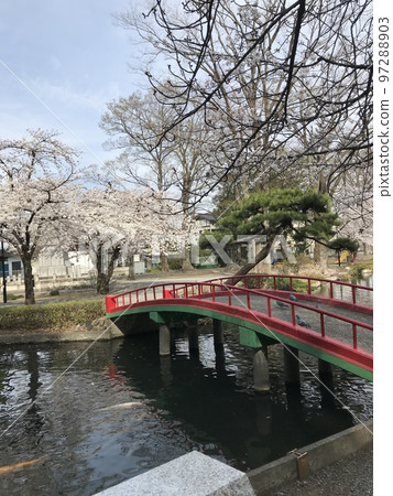 觀看在公園的櫻花 97288903