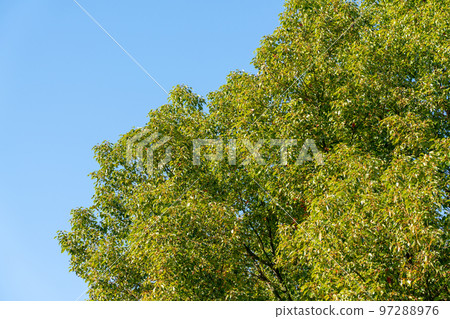 Nature image Nature image 97288976