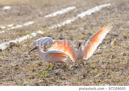 battle of the crested ibises battle of the crested ibises 97289005