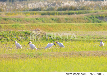 Crested ibis herd 2 Crested ibis herd 2 97289012
