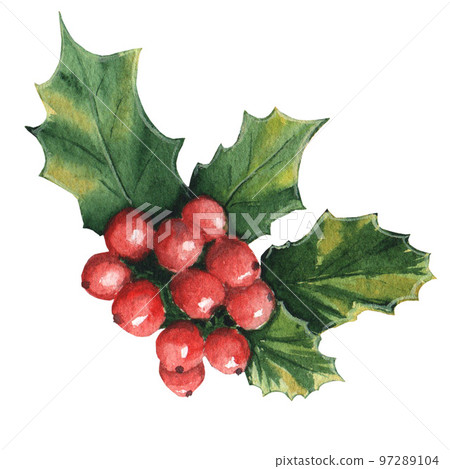 Christmas Holly Watercolor isolated on white background Christmas Holly Watercolor isolated on white background 97289104