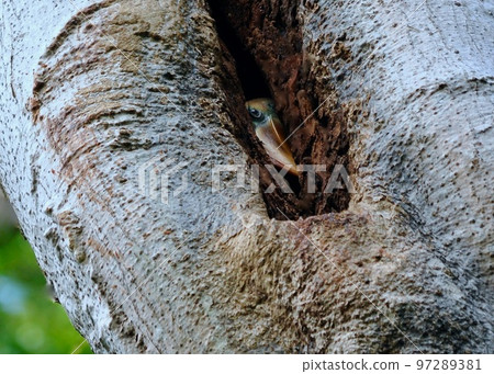 在一棵大樹和一隻小犀鳥的裂縫中築巢 97289381