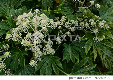Evergreen shrub of Japanese fatsia (Araliaceae) 97289390