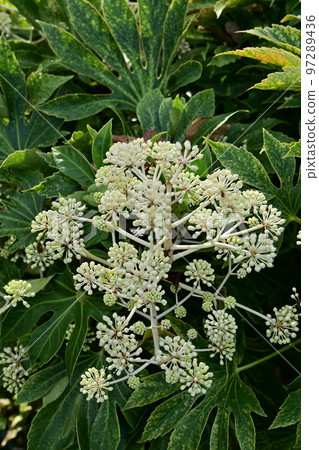 五金花屬常綠灌木(五加科) 五金花屬常綠灌木(五加科) 97289436