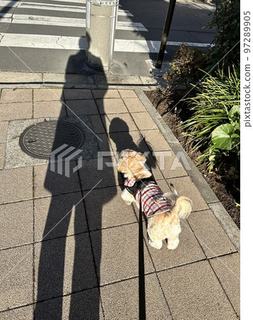 Dressing up a dog for a walk on a sunny autumn day Dressing up a dog for a walk on a sunny autumn day 97289905