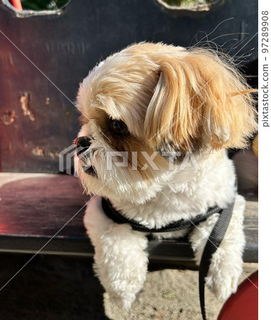 Walking the dog flat nose Walking the dog flat nose 97289908