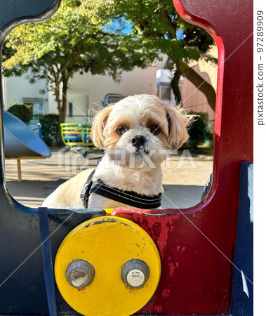Hello from dog walking and playground equipment Hello from dog walking and playground equipment 97289909