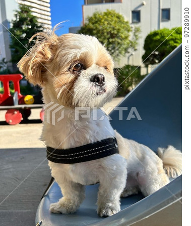 Walking the dog, shih tzu staring at the blue sky Walking the dog, shih tzu staring at the blue sky 97289910