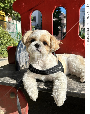 Walking the dog and the autumn sky; the leash is the type that hangs from the neck; Walking the dog and the autumn sky; the leash is the type that hangs from the neck; 97289912