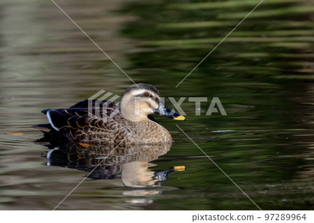鴨 鴨 97289964