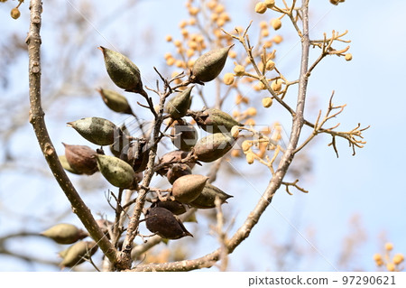 withered paulownia fruit withered paulownia fruit 97290621