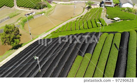 Aerial footage of tencha production Aerial footage of tencha production 97290628
