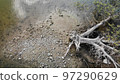 Attracted by images of withered trees Attracted by images of withered trees 97290629