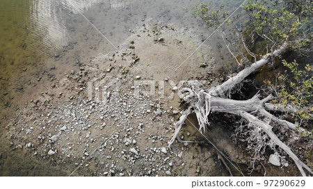 Attracted by images of withered trees Attracted by images of withered trees 97290629