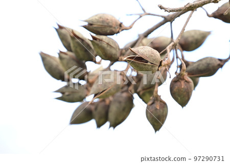 withered paulownia fruit 97290731