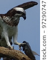 An osprey looking at a caught tilapia 97290747