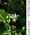 flowering bellflower 97290748