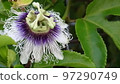 Passion fruit flowers 97290749