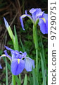 Iris blooming in May 97290751