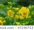 Hana senna with yellow flowers 97290753