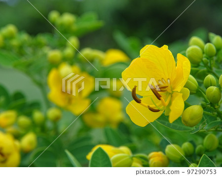 Hana senna with yellow flowers Hana senna with yellow flowers 97290753