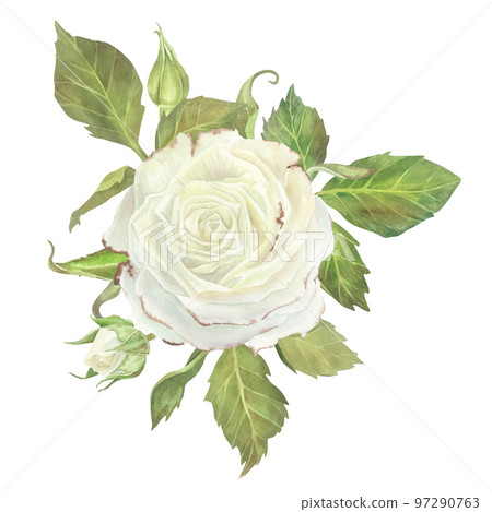 White rose with leaves composition. Watercolor illustration. Isolated on a white background.For design of sticker, dishes, greeting card, stationery, cosmetics, perfumes packaging, wedding invitation White rose with leaves composition. Watercolor illustration. Isolated on a white background.For design of sticker, dishes, greeting card, stationery, cosmetics, perfumes packaging, wedding invitation 97290763