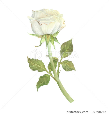 White rose with leaves. Watercolor illustration. Isolated on a white background. For design of stickers, dishes, aprons, greeting cards, stationery, cosmetics, perfumes packaging, wedding invitation White rose with leaves. Watercolor illustration. Isolated on a white background. For design of stickers, dishes, aprons, greeting cards, stationery, cosmetics, perfumes packaging, wedding invitation 97290764