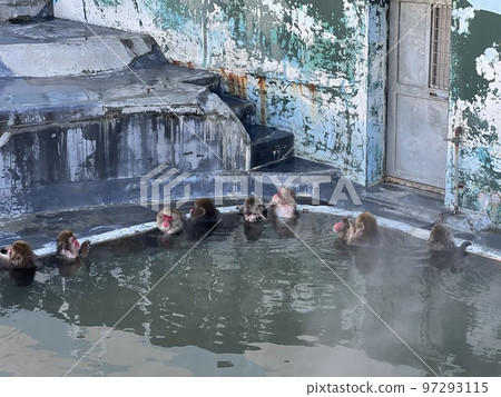 A monkey immersed in a hot spring A monkey immersed in a hot spring 97293115