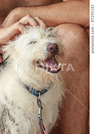 Vertical shot of a happy smiling terrier pet dog getting scratches from owner 97293181