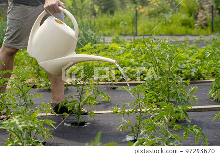 Man is farming, watering plants in the garden. 97293670
