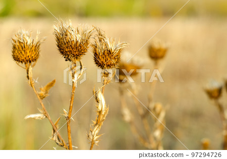 dry thistle 97294726