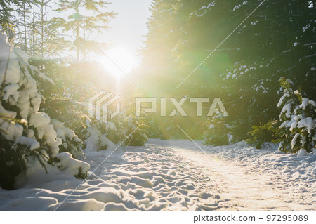 Winter forest. Pine trees and fir trees in the rays of the sun. Snow on the branches of trees. A path through the forest Winter forest. Pine trees and fir trees in the rays of the sun. Snow on the branches of trees. A path through the forest 97295089
