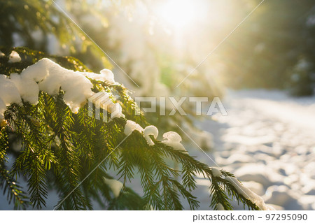 Winter forest. Pine trees and fir trees in the rays of the sun. Snow on the branches of trees. A path through the forest Winter forest. Pine trees and fir trees in the rays of the sun. Snow on the branches of trees. A path through the forest 97295090