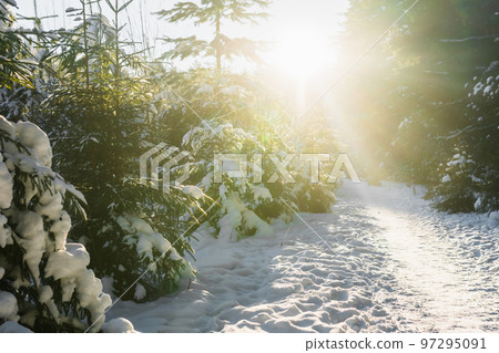 Winter forest. Pine trees and fir trees in the rays of the sun. Snow on the branches of trees. A path through the forest Winter forest. Pine trees and fir trees in the rays of the sun. Snow on the branches of trees. A path through the forest 97295091