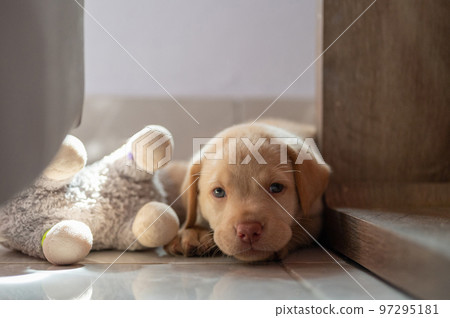 Tired labrador cub with soft toy 97295181