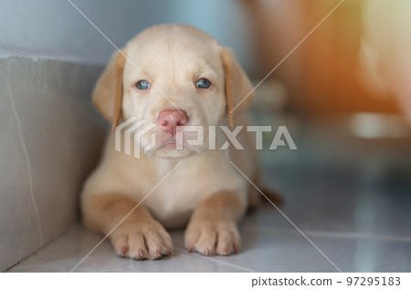 Portrait of labrador puppy dog 97295183